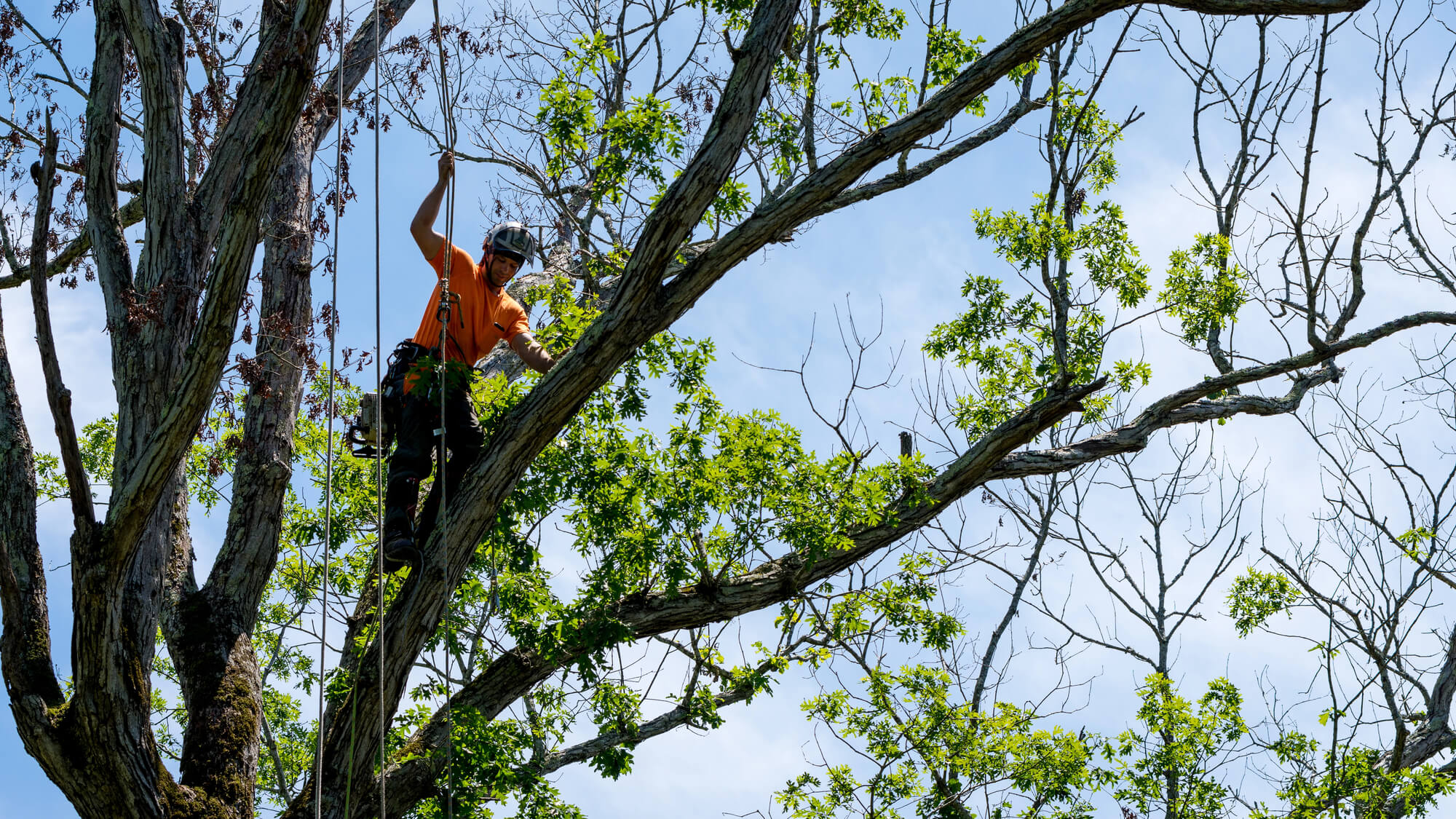 The Complete Guide to Tree Trimming and Removal Service Franchise Opportunities